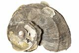 Pliocene Aged, Fossil Gastropod (Ecphora) - Florida #189550-1